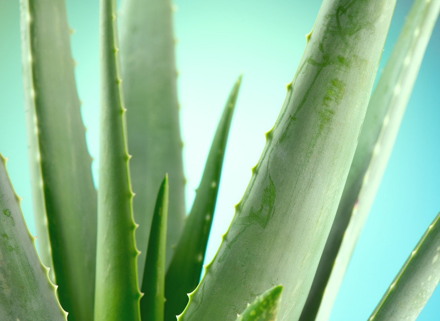 Aloe Vera – eine Wüstenpflanze reich an inneren Werten 